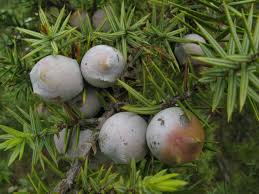 Image result for Gymnosporia oxycarpa