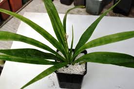 Image result for Sansevieria dooneri