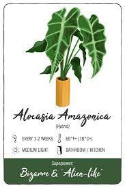 Alocasia cuprea (mirror plant or jewel alocasia) houseplant care — 52 of 365. 11 Low Maintenance Houseplants With Health Benefits Balcony Garden Web