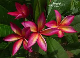 Enchanted It S Hard To Find A Nicer Rainbow Plumeria Great Combination Of Growth Habit Flower And S Plumeria Flowers Flower Pot Design Flower Garden Plants