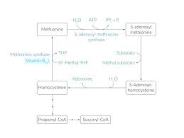 Riboflavin decomposes when exposed to visible light. Vitamins Amboss