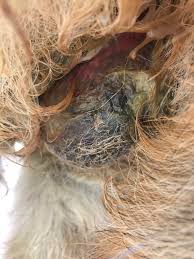 Image result for scrotum dog skin peeling