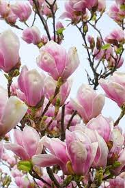 5 Lily Magnolia Flower Tree Pink Purple Fragrant Tulip Magnol Liliiflora Seeds Fragrant Flowers Flowering Trees Flowers