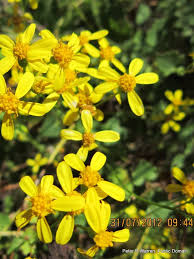 Image result for Senecio deltoideus