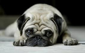 pug hd wallpapers background images