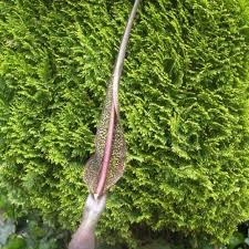 Image result for Sauromatum venosum