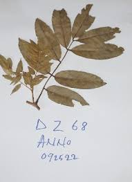 Image result for Anthonotha