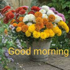 Pin On Gud Mrng Flowers Images And Flowers