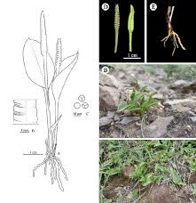 Image result for Ophioglossaceae