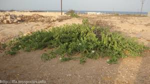Image result for Capparis cartilaginea