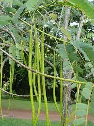 Image result for Craibia grandiflora