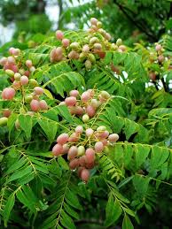 Image result for Clausena