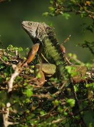 Some birds like macaws and amazons are too. For Exotic Pets The Most Popular Are Also Most Likely To Be Released In The Wild Rutgers University