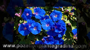 Your download will start automatically. Download Beautiful Blue Flowers Wallpapers Hd Poze Cu Flori Albastre Imagini Desktop Youtube