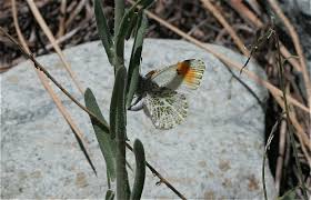 Image result for Anthephora cristata