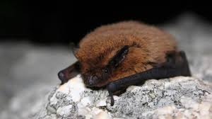 Construire Un Abri A Pipistrelles Chauves Souris Youtube