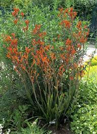 Anigozanthos Hybrid Tequila Sunrise Boething Treeland Farms