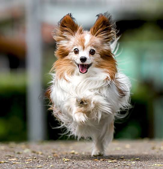 Papillon Dog Breed Information & Characteristics