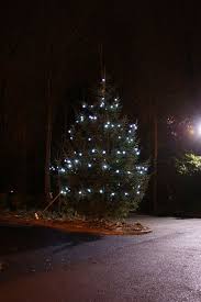 There Is Nothing More Traditional At Christmas Than Large Bulb Festoon Lights On An Outdoor Tree The Best Bit Is Tha Festoon Lighting Festoon Outdoor Trees