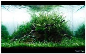 Beli paket co2 aquascape online berkualitas dengan harga murah terbaru 2021 di tokopedia! Cara Membuat Aquascape Aquajaya