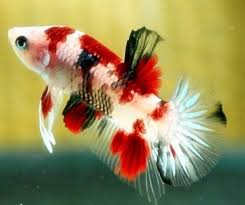 Galaxy giant koi betta facebook : Koi Betta Fighting Fish The Aquarium Factory