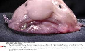 Résultat de recherche d'images pour "blobfish"