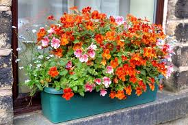 Image result for Nesaea ramosissima