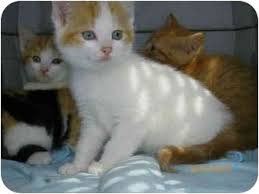 Families chose kittens in the order that they have attended the kitten care class. Plymouth Ma Domestic Shorthair Meet Kittens Need Foster Homes A Pet For Adoption