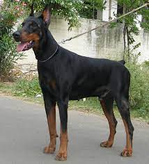 Doberman pinscher puppy for sale near north carolina. Doberman Dog Puppy Price In India Dog Cats Kannel Seemapuri Pet Shops In Delhi Justdial Doberman Female Puppy Availa Doberman Doberman Pinscher Puppy Puppies