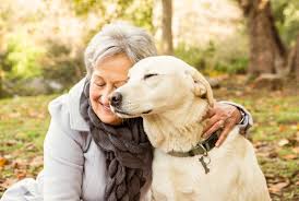 How to train a dog to be calm. How To Train Your Dog To Be Calm Big Dog Little Adventures