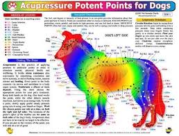 Pressure Points For Dogs Acupressure Pet Health Animal Reiki