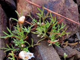 Image result for Ursinia montana