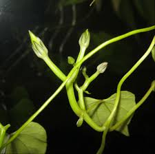 Is morning glory annual or perennial? Plants Morning Glory Blossom Minding My P S With Q