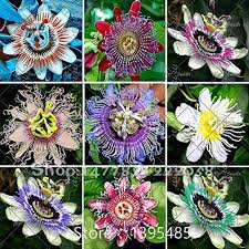 Fleur De La Passion Passiflora Incarnata 100pcs Sac Semences En Direct Certifie Pure Plante Native Seed Tr Passiflore Fleur De La Passion Fleurs Exotiques