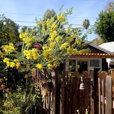 نتیجه جستجوی لغت [acacia] در گوگل
