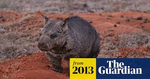 Image result for Northern hairy-nosed wombat