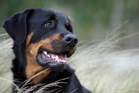 Radiation is a common method for the palliation of bone cancer pain in human and animal cancer patients. Treating Bone Problems In Dogs Paws Claws Animal Hospital