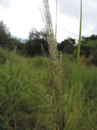 Image result for Sporobolus pyramidalis