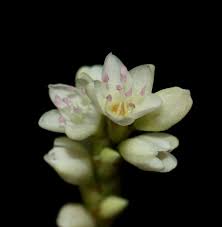 Image result for Persicaria barbata