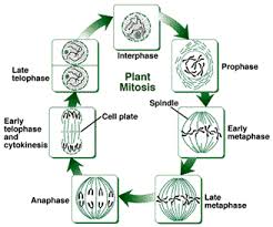 Image Result For Mitosis Diagram In Plants Mitosis Cell