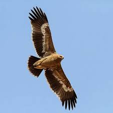 Birds Of Prey Cape Cod Steppe Eagle Aquila Nipalensis Pet Birds Animals Bird Pictures