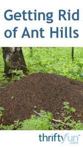 Getting Rid Of Ant Hills Get Rid Of Ants Home Remedies For Ants Ant Hill