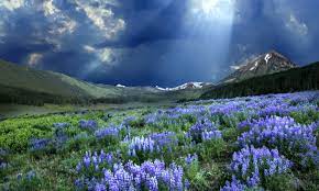 Check spelling or type a new query. Crested Butte Wildflower Festival In Colorado 2021