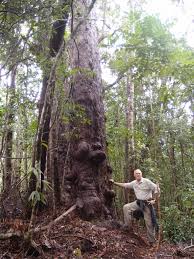 Image result for Eucalyptus cloeziana