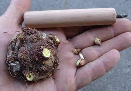 We did not find results for: De Eying Caladiums