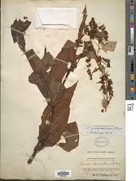 Image result for Rumex ruwenzoriensis