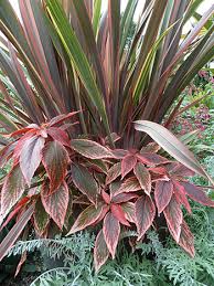 Image result for Acalypha polymorpha