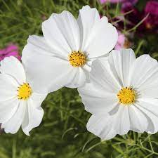 Pin On Flowers