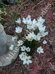 Image result for Zephyranthes candida