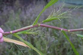 Image result for Panicum calvum